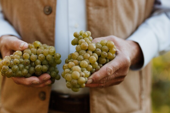 01 Herenhuys grapes divider