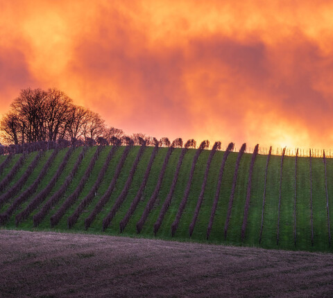 Wijngaard 581455253 V2